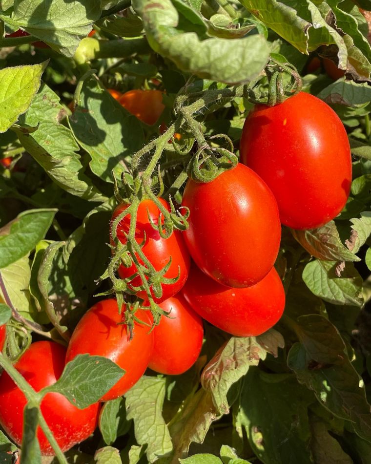 grapppolo di pomodori romanelli nell'orto di MamaGio Mosciano sant'Angelo a Teramo in abruzzo